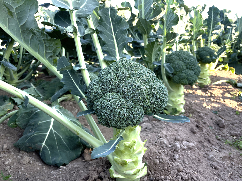 臺州農(nóng)資 臺州農(nóng)資