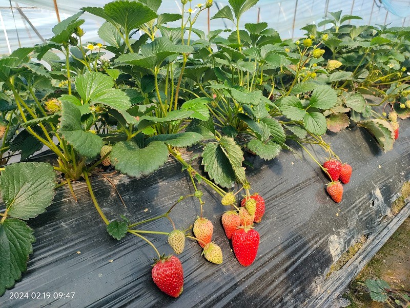 臺州農資 臺州農資